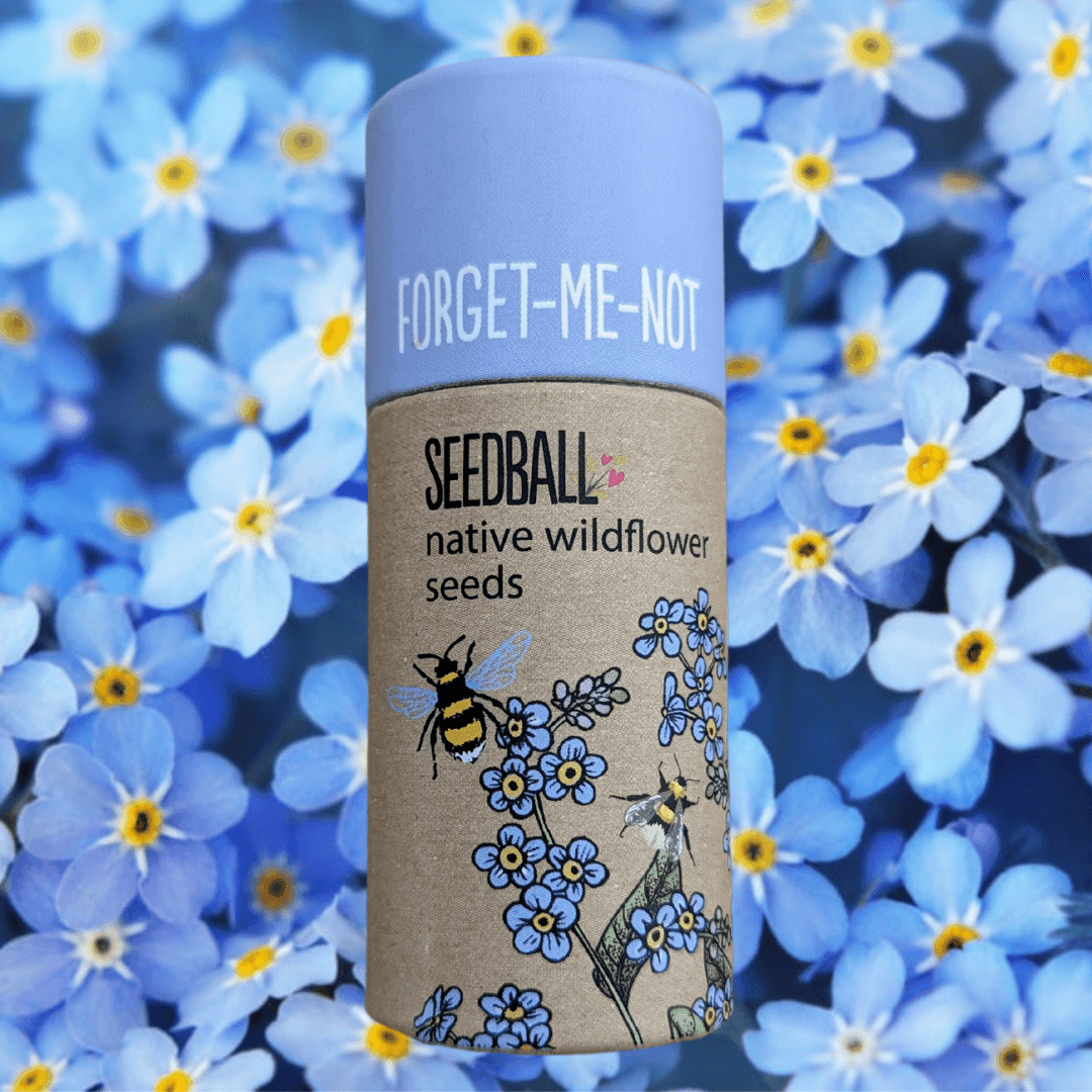 Forget - me - not Seed Balls - add to your gift box at Out of the Box Gifts