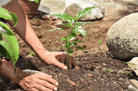 Top 5 Environmental Causes For Businesses To Support In 2023 - Out of the Box Gifts