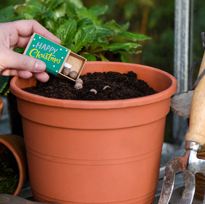 Happy Christmas Seed Boxes - add to your gift box at Out of the Box Gifts