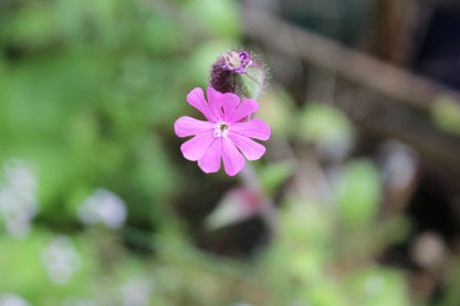 Red Campion Seed Balls