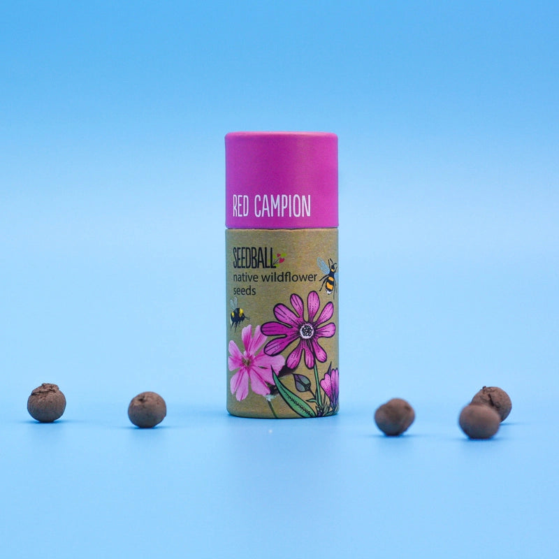 Red Campion Seed Balls